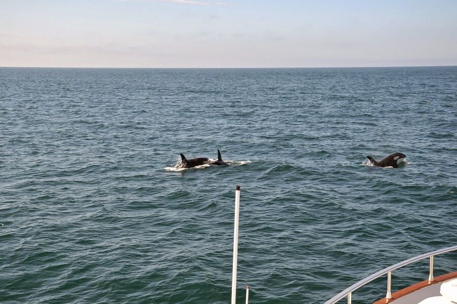 Reykjavik: Whale Watching and Dolphin Watching Yacht Cruise - Who this cruise suits best, and who might want a different plan