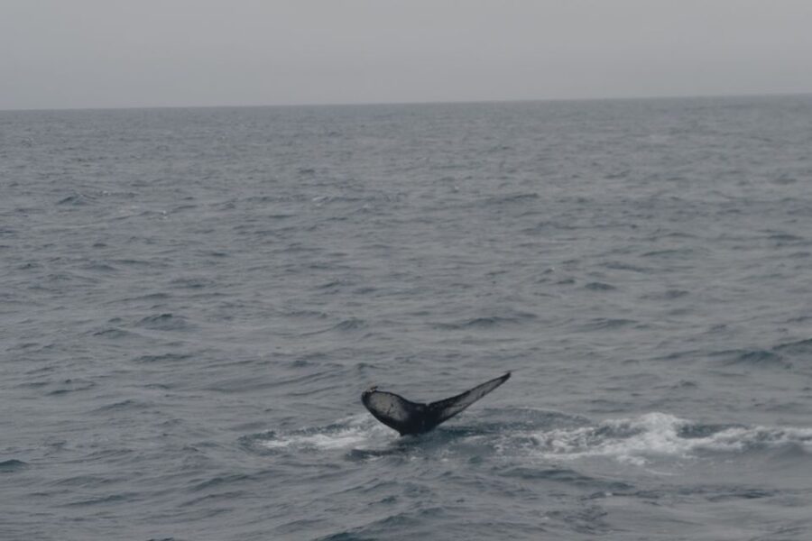 Reykjavik: Whale Watching and Dolphin Watching Yacht Cruise - Faxafloi Bay wildlife, what you can realistically hope to see