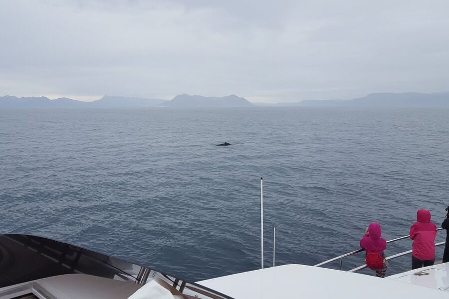 Reykjavik: Whale Watching and Dolphin Watching Yacht Cruise - How the guides help you spot, without turning it into a chase