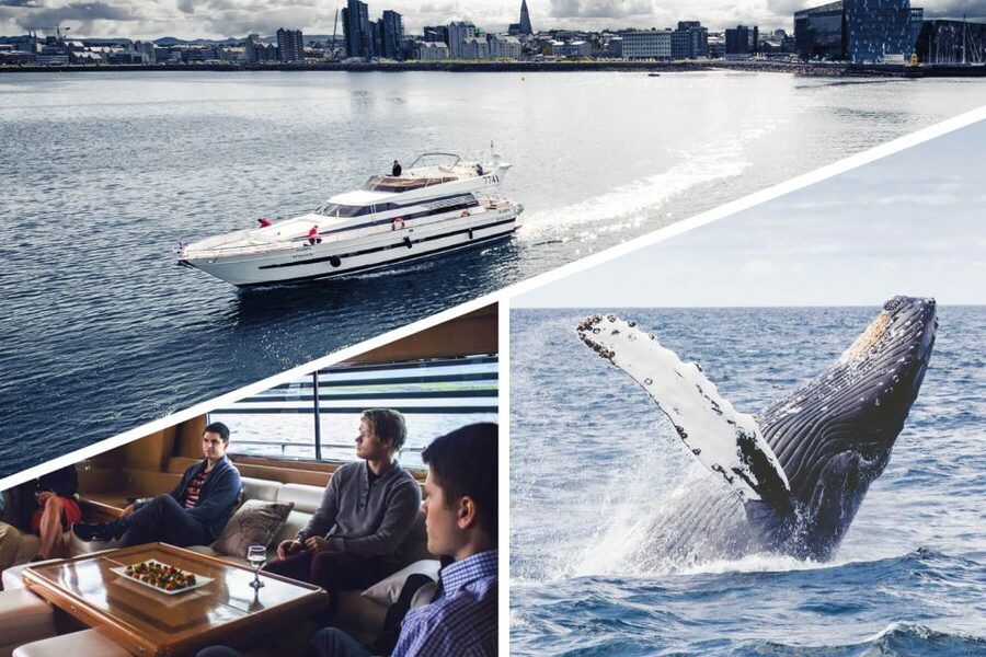 Reykjavik: Whale Watching and Dolphin Watching Yacht Cruise - Puffins and season planning, so you don’t book the wrong month