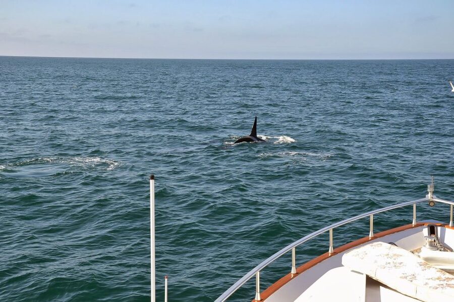 Reykjavik: Whale Watching and Dolphin Watching Yacht Cruise - Comfort and extras that actually matter at sea
