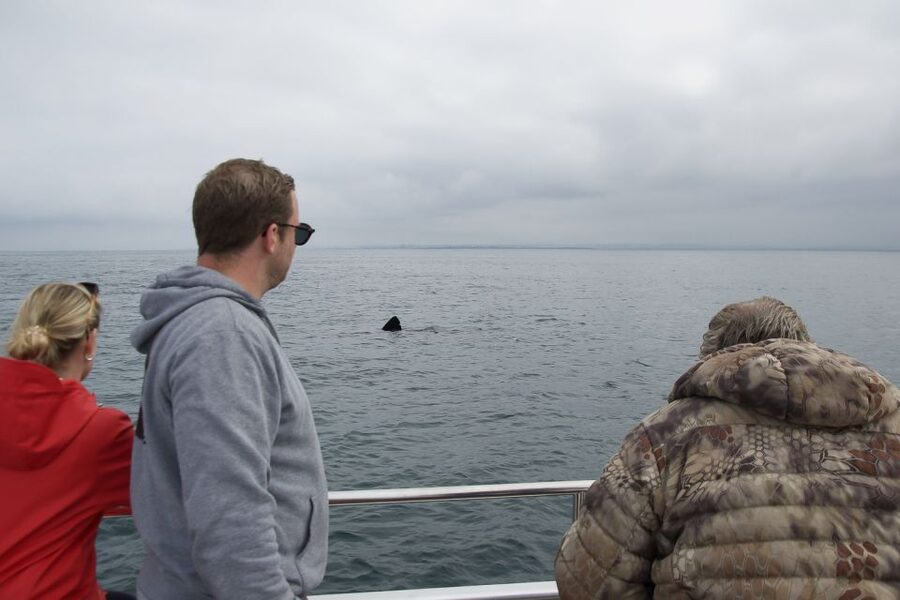 Reykjavik: Whale Watching and Dolphin Watching Yacht Cruise - Price and value, what you’re paying for at $106 per person