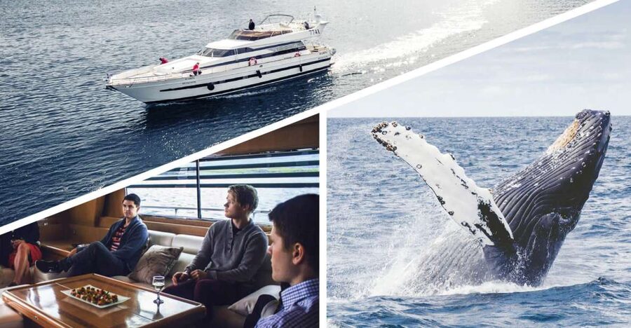Reykjavik: Whale Watching and Dolphin Watching Yacht Cruise - MY Harpa vs MY Amelia Rose, and how boat size changes the experience