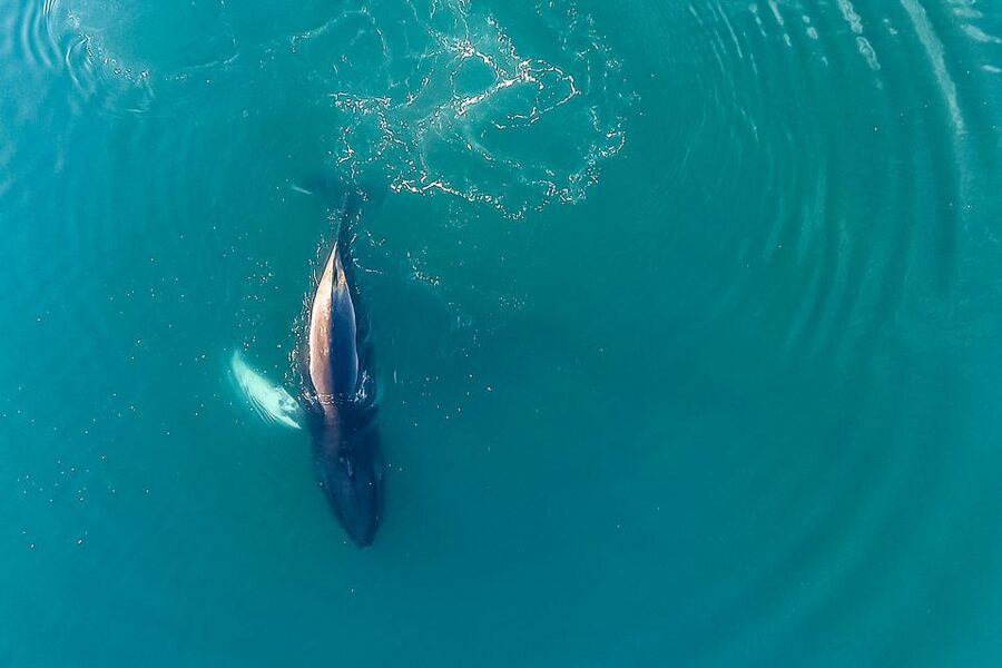 Reykjavík: Whale Watching and Marine Life Cruise - Who this cruise fits best