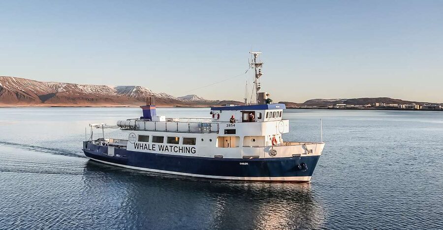 Reykjavík: Whale Watching and Marine Life Cruise - Why Faxaflói Bay is a great whale-watching starting point