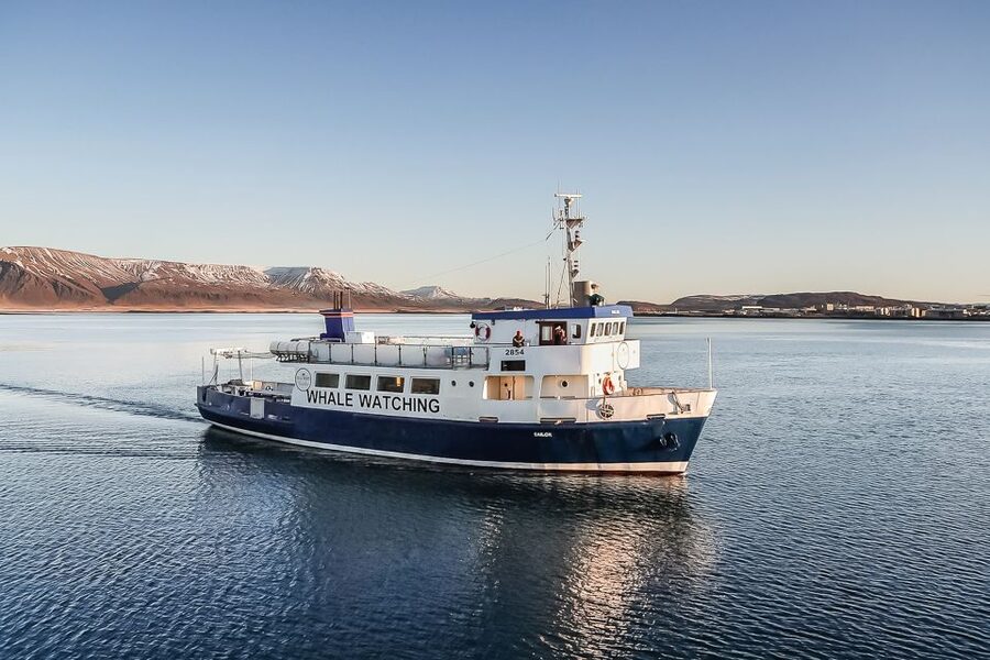 Reykjavík: Whale Watching and Marine Life Cruise - What happens on the water during your 3-hour whale hunt