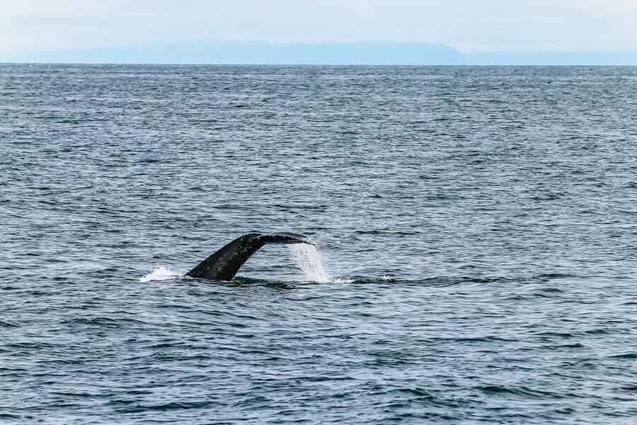 Reykjavík: Whale Watching and Marine Life Cruise - Wildlife you can actually expect: humpbacks, minke, dolphins, porpoises