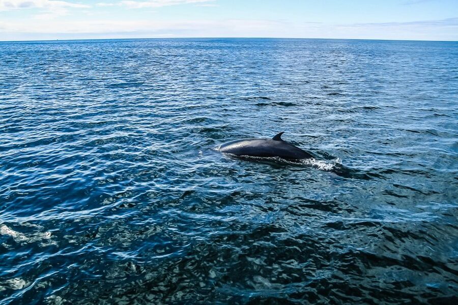 Reykjavík: Whale Watching and Marine Life Cruise - Price and value: why $87 can make sense (or not)
