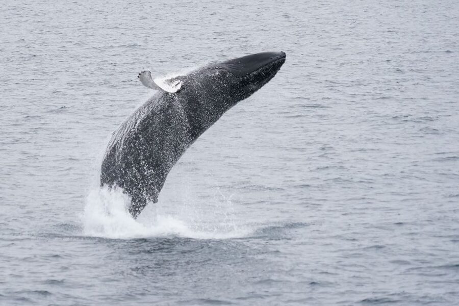 Reykjavik: Whale Watching by RIB Speedboat - Should You Book This RIB Whale Watching Tour?