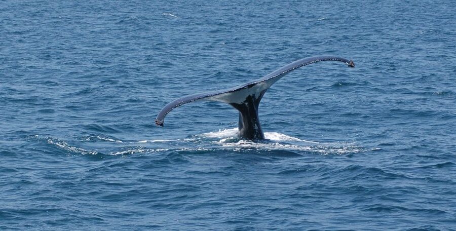 Reykjavik: Whale Watching by RIB Speedboat - How the Captain Searches, and Why Safety Comes First