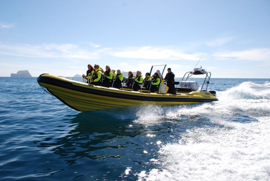 Reykjavik: Whale Watching by RIB Speedboat - Price and Value: Why $200 Can Feel Worth It Here