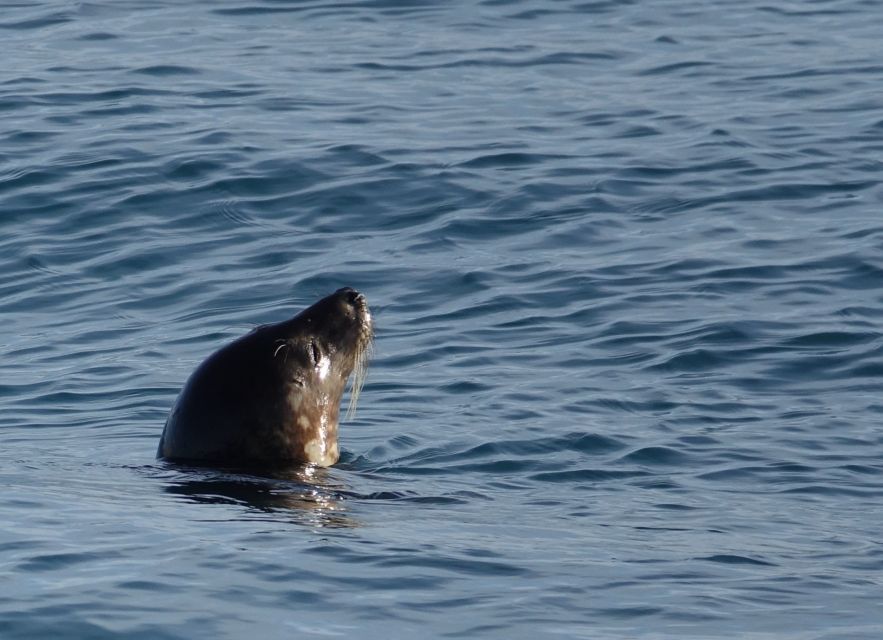Reykjavik: Whale Watching by RIB Speedboat - Who This Tour Suits Best, and Who Should Skip It