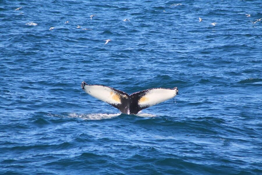 Reykjavík: Whale Watching Cruise and FlyOver Combo Ticket - Key things to know before you go