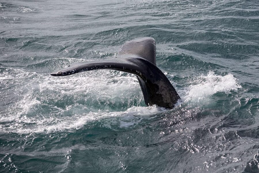 Reykjavík: Whale Watching Cruise and FlyOver Combo Ticket - Why this combo ticket makes sense in Reykjavík