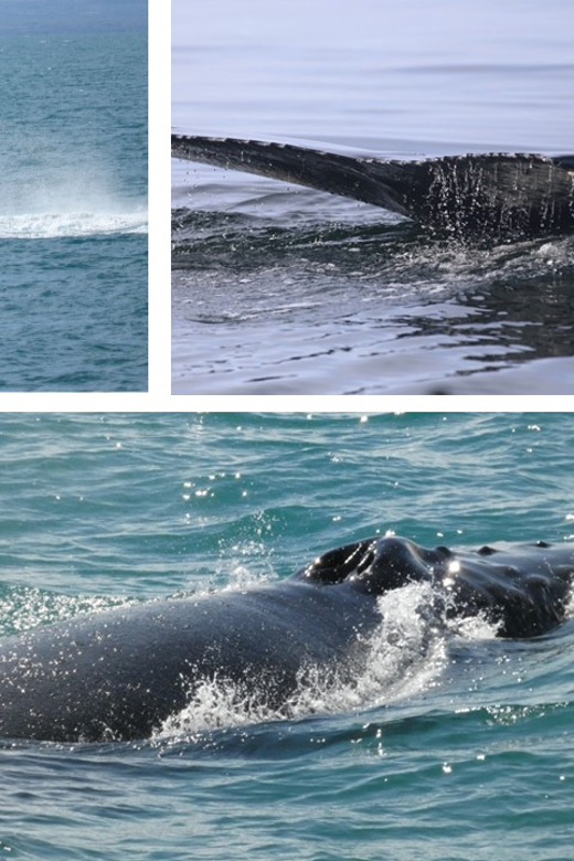 Reykjavík: Whale Watching Cruise and FlyOver Combo Ticket - Logistics that can make or break the day