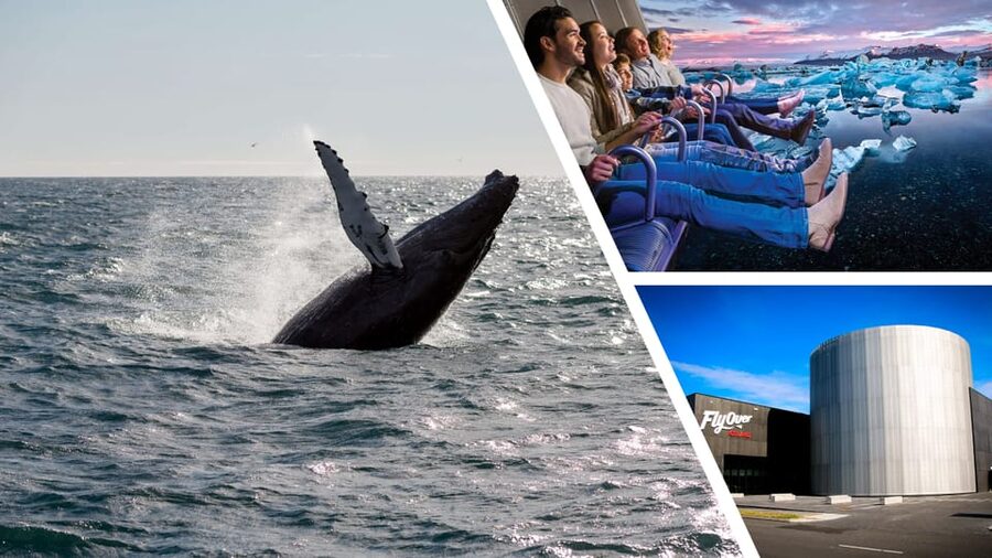 Reykjavík: Whale Watching Cruise and FlyOver Combo Ticket - Should you book this Reykjavík whale cruise plus FlyOver ticket?