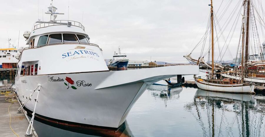 Reykjavík: Whale Watching Cruise on the Amelia Rose Yacht - Key things to know before you go