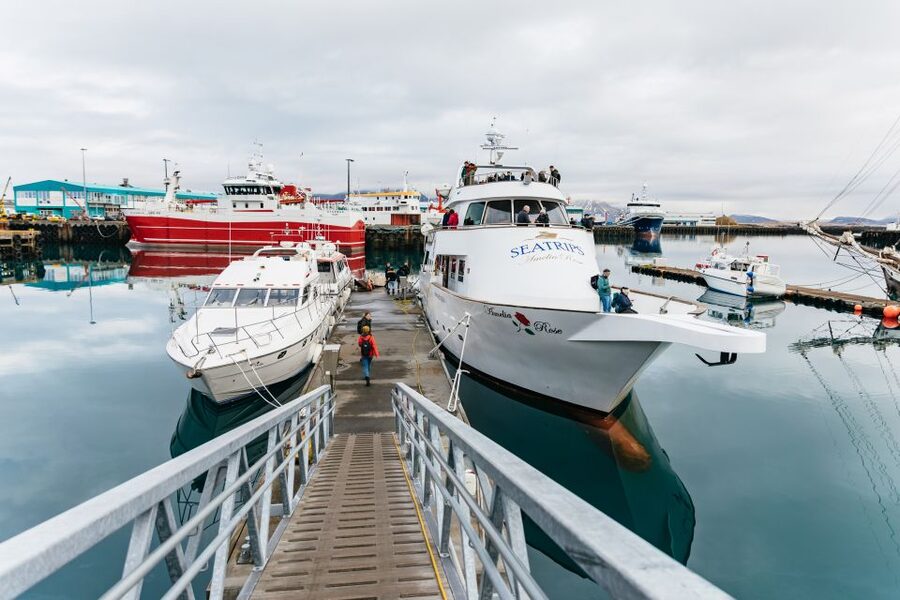 Reykjavík: Whale Watching Cruise on the Amelia Rose Yacht - Who should book this cruise on the Amelia Rose yacht