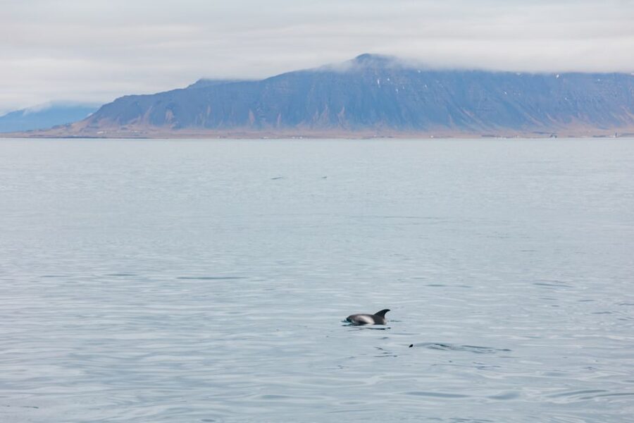 Reykjavík: Whale Watching Cruise on the Amelia Rose Yacht - Why the Amelia Rose cruise is a Reykjavik whale-watching favorite