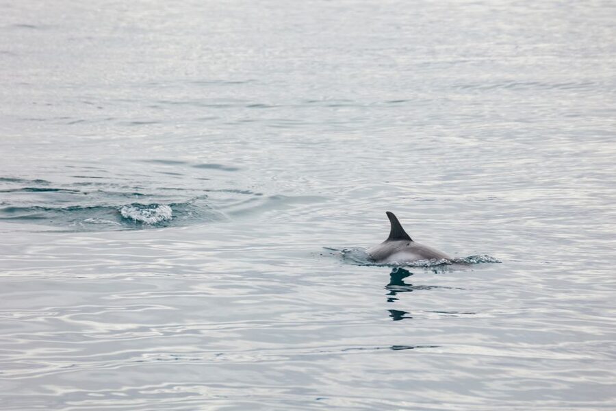 Reykjavík: Whale Watching Cruise on the Amelia Rose Yacht - Three panoramic decks: how to actually get the best views