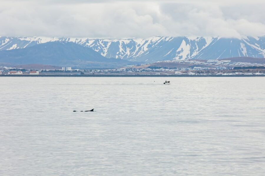 Reykjavík: Whale Watching Cruise on the Amelia Rose Yacht - Price and value: what you get for about $107