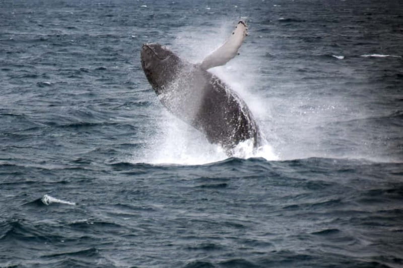 Reykjavik: Whale Watching Express - How the Guides Make a Whale Watching Trip Feel Less Random
