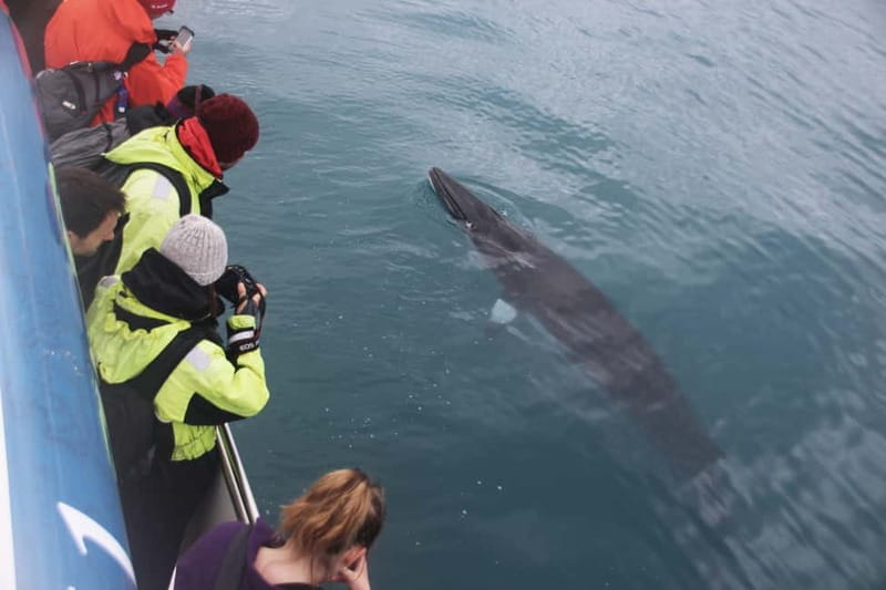 Reykjavik: Whale Watching Express - What You Can Spot: Minke Whales, Dolphins, Puffins, and More