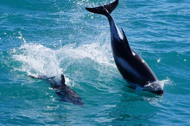 Reykjavik: Whale Watching Express - Timing and Weather: Why This Tour Can Run a Little Longer