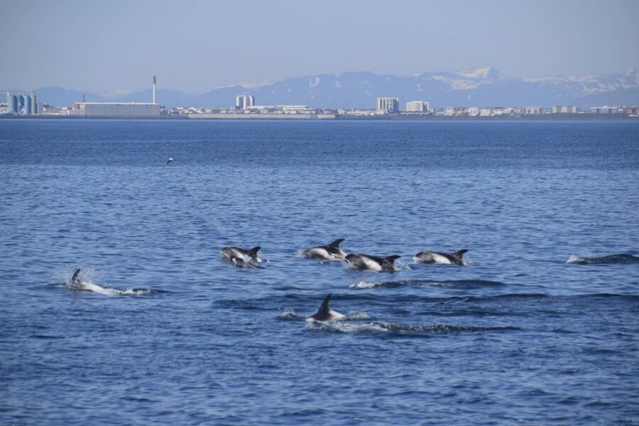 Reykjavik: Whale Watching Express - Warm Overalls, Wi-Fi, and On-Board Extras That Actually Help