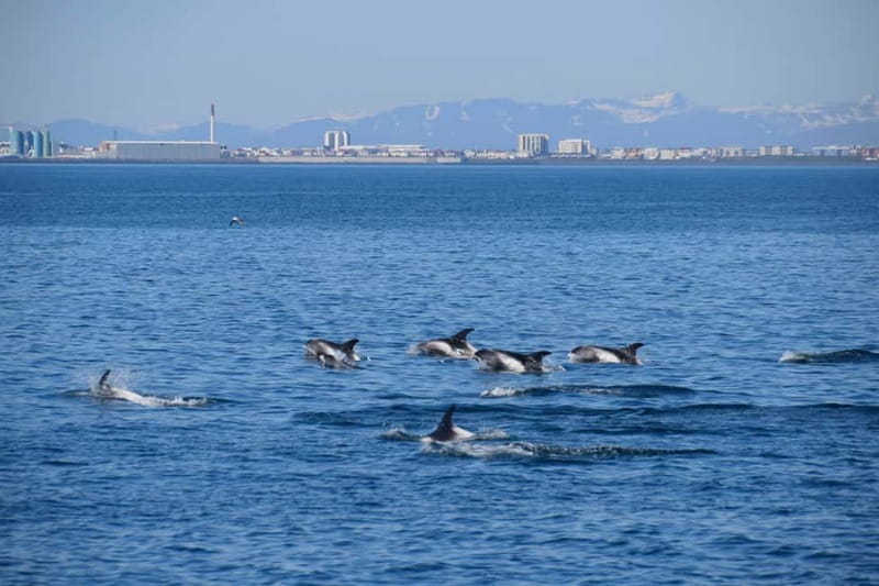Reykjavik: Whale Watching Express - Who This Tour Fits Best (and Who Should Rethink It)