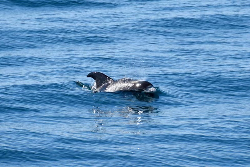 Reykjavik: Whale Watching Express - Should You Book the Reykjavik Whale Watching Express?