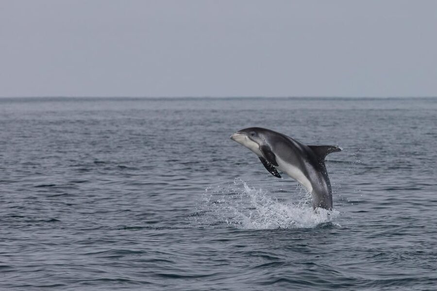 Reykjavik: Whale Watching & Lava Show - Fire and Sea in Reykjavik: How This 1-Day Combo Actually Works