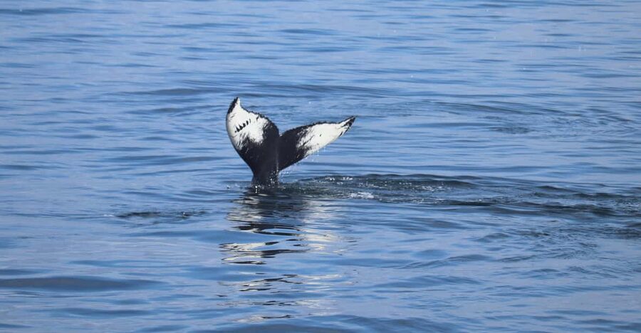 Reykjavik: Whale Watching Morning Expedition - Key Highlights You Will Care About