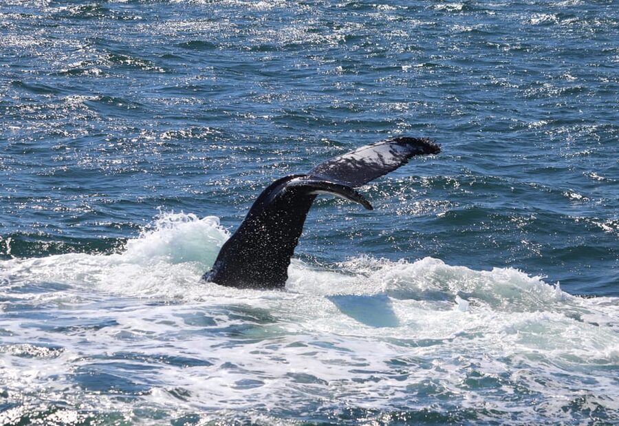 Reykjavik: Whale Watching Morning Expedition - Quick Note on Pickup and Where to Start