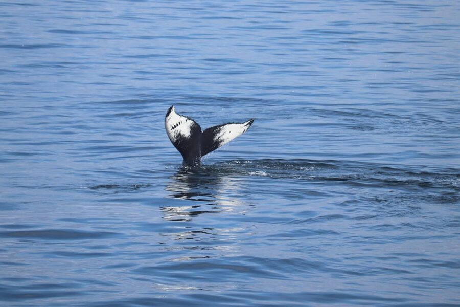 Reykjavik: Whale Watching Morning Expedition - First Steps in Reykjavik: Meeting at Geirsgata 11