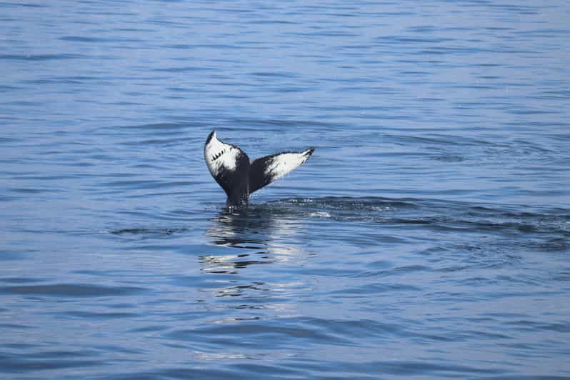 Reykjavik: Whale Watching Morning Expedition - The Morning Cruise Plan: How the Timing Works