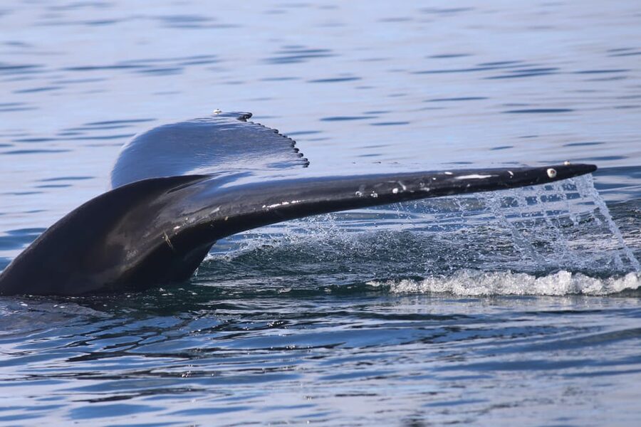 Reykjavik: Whale Watching Morning Expedition - What You Look For in Faxaflói Bay: Whales, Dolphins, and Birds