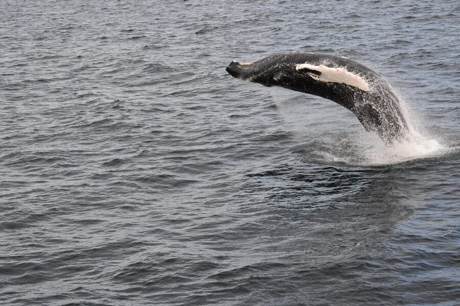 Reykjavik: Whale Watching Morning Expedition - How the 2.5 Hours of Whale Watching Feels