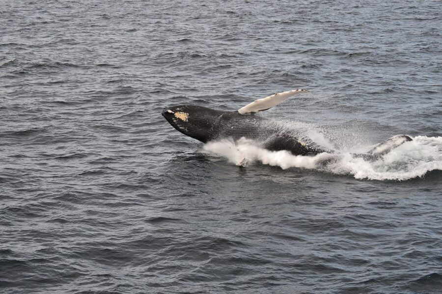 Reykjavik: Whale Watching Morning Expedition - Price and Value: Is $103 Worth It?