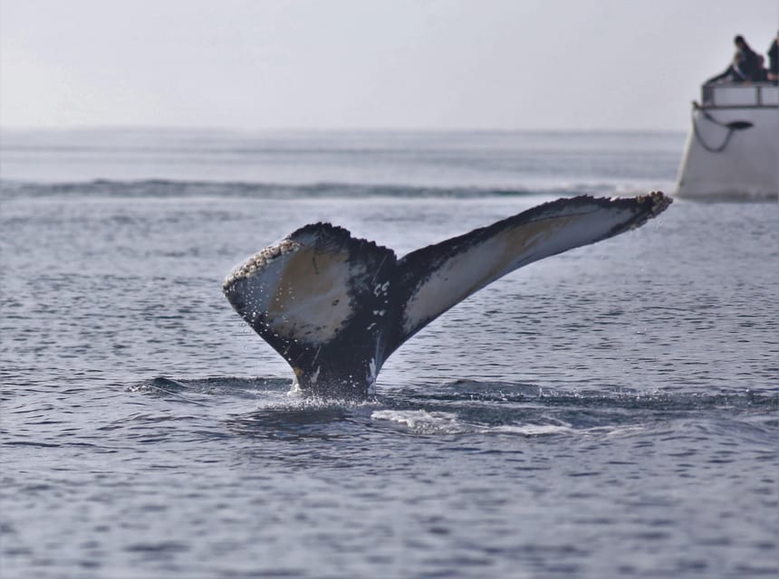 Reykjavik: Whale Watching Morning Expedition - Who Should Book This Whale Watching Morning Expedition?