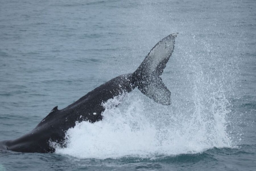 Reykjavik: Whale Watching & Northern Lights Combo Cruise - Key moments that make this cruise worth your time