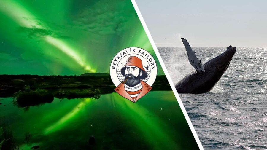 Reykjavik: Whale Watching & Northern Lights Combo Cruise - Daytime whale watching in Faxaflói Bay: what to expect