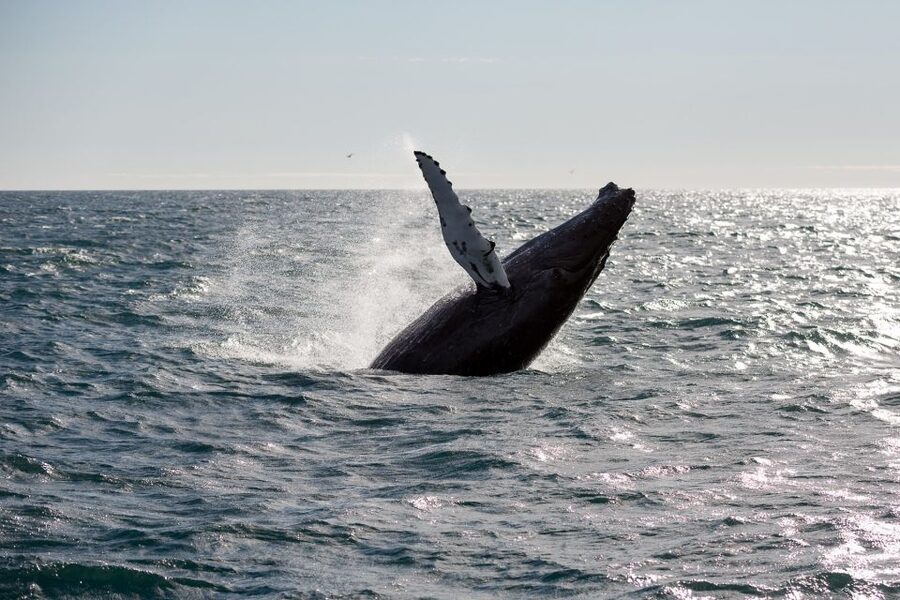Reykjavik: Whale Watching & Northern Lights Combo Cruise - When seas get choppy: what the operator can do