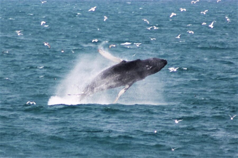 Reykjavik: Whale Watching & Northern Lights Combo Cruise - Evening Northern Lights cruise: how the hunt feels at sea