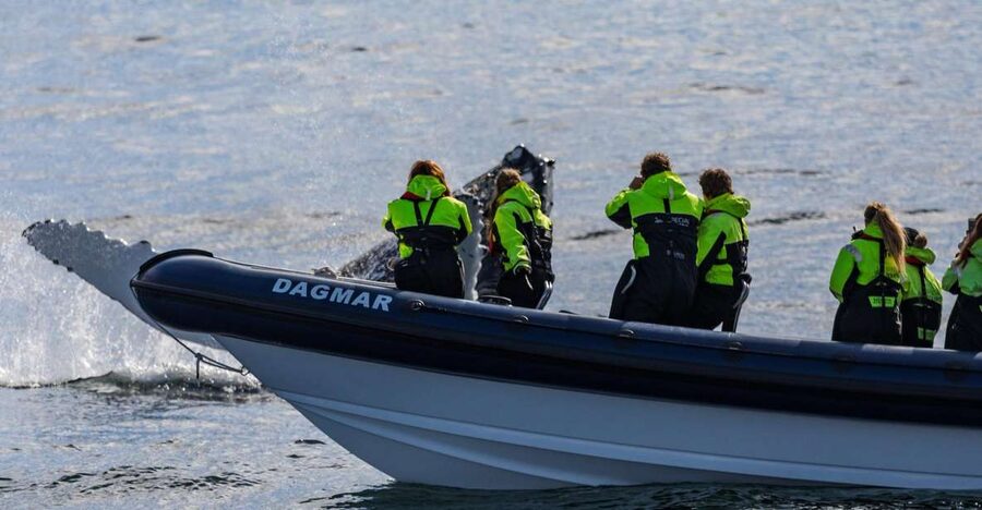 Reykjavik: Whale Watching Tour by RIB Boat - Key highlights in 60 seconds