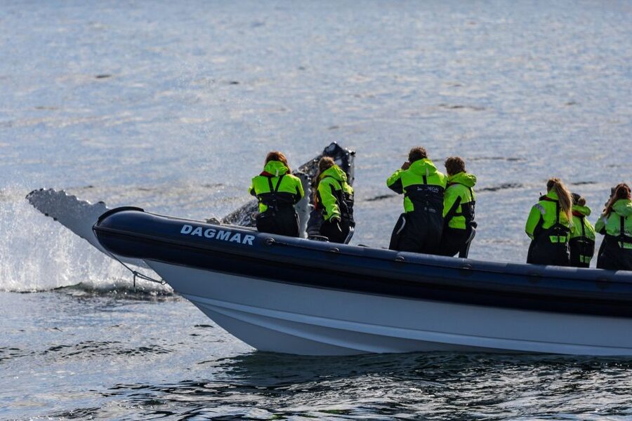 Reykjavik: Whale Watching Tour by RIB Boat - Faxaflói Bay by RIB boat: why this tour feels different