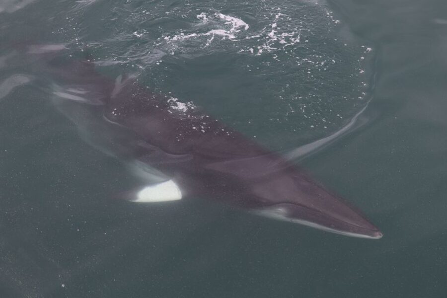 Reykjavik: Whale Watching Tour by RIB Boat - The ride out: speed, sea spray, and why it helps your chances