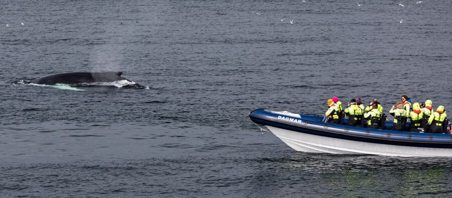 Reykjavik: Whale Watching Tour by RIB Boat - Whale feeding grounds in Faxaflói Bay: what you’re really hunting for