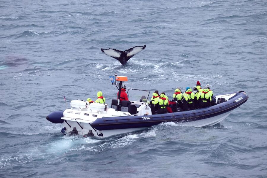 Reykjavik: Whale Watching Tour by RIB Boat - Puffin nesting grounds at Akurey in summer: the bonus you’ll be happy about