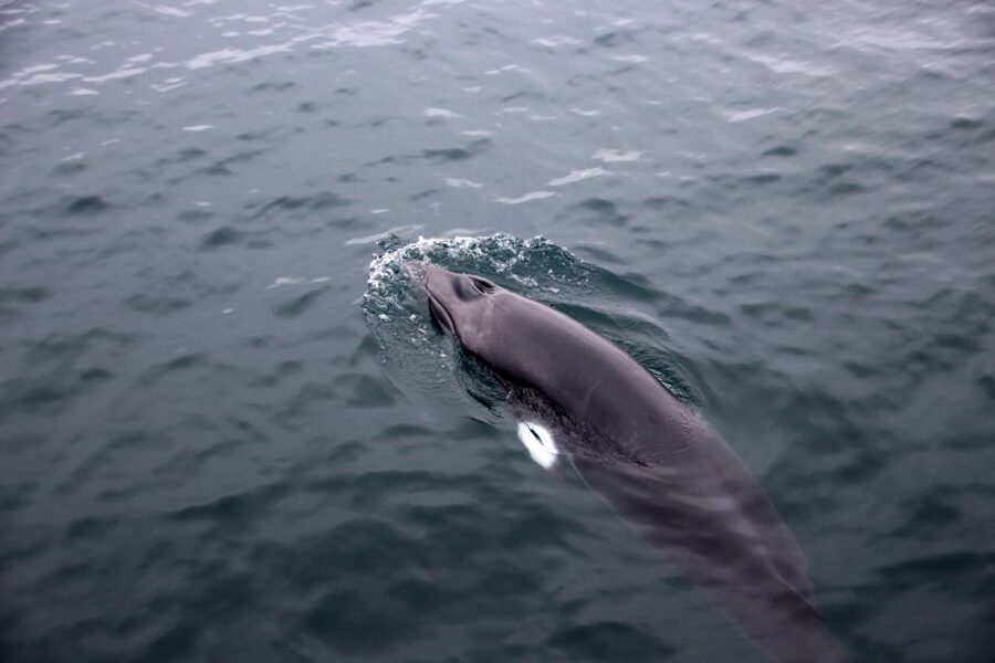 Reykjavik: Whale Watching Tour by RIB Boat - Learning from the guide: facts you can use on the water